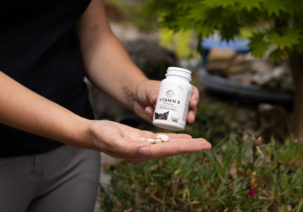 Futterzusatz für Hunde – Tabletten als Nahrungsergänzungsmittel in der Hand