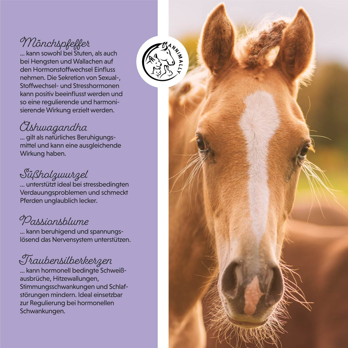 Futterzusatz für Pferde: Mönchspfeffer Liquid für das hormonelle Gleichgewicht