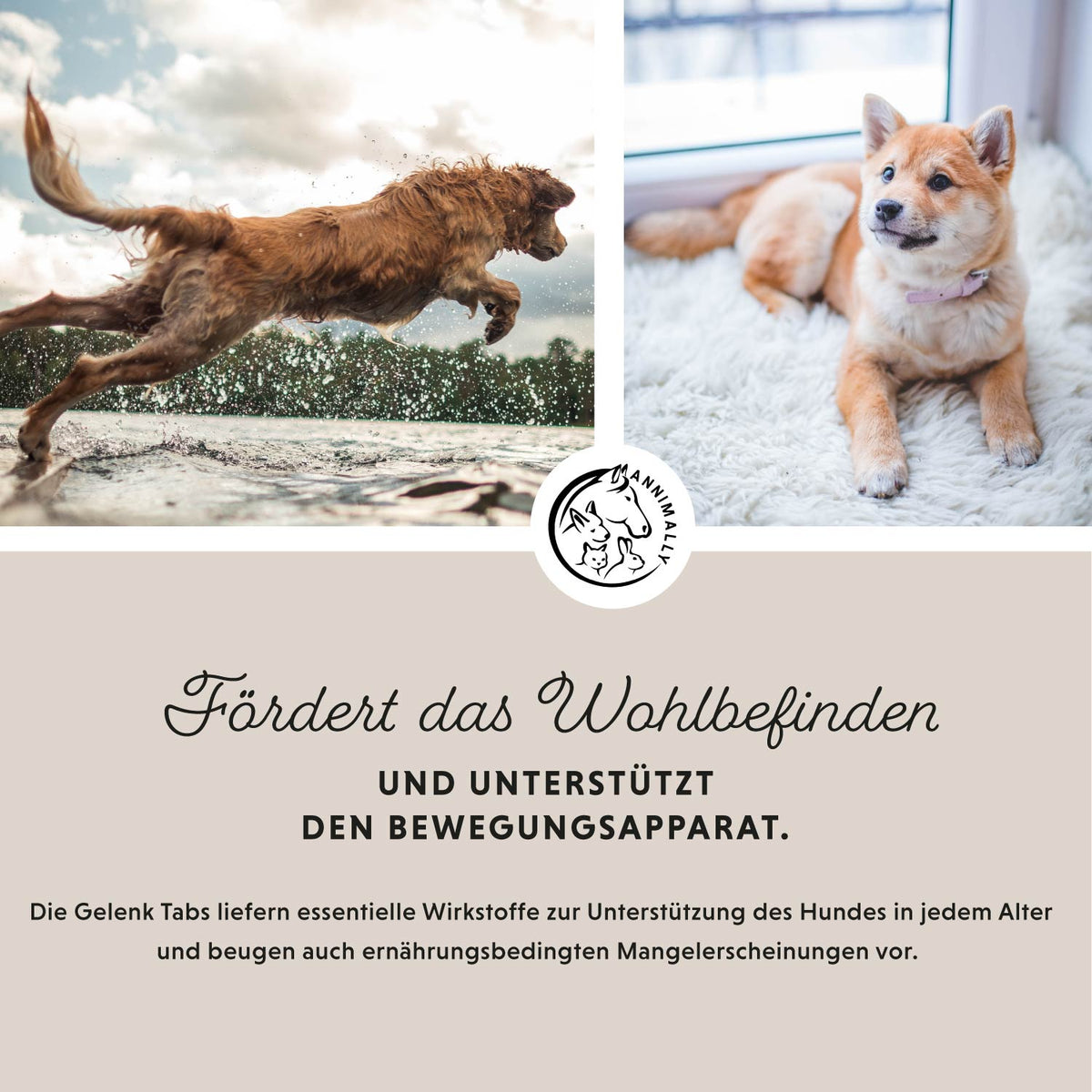 Gelenktabletten – Futterzusatz für Hunde
