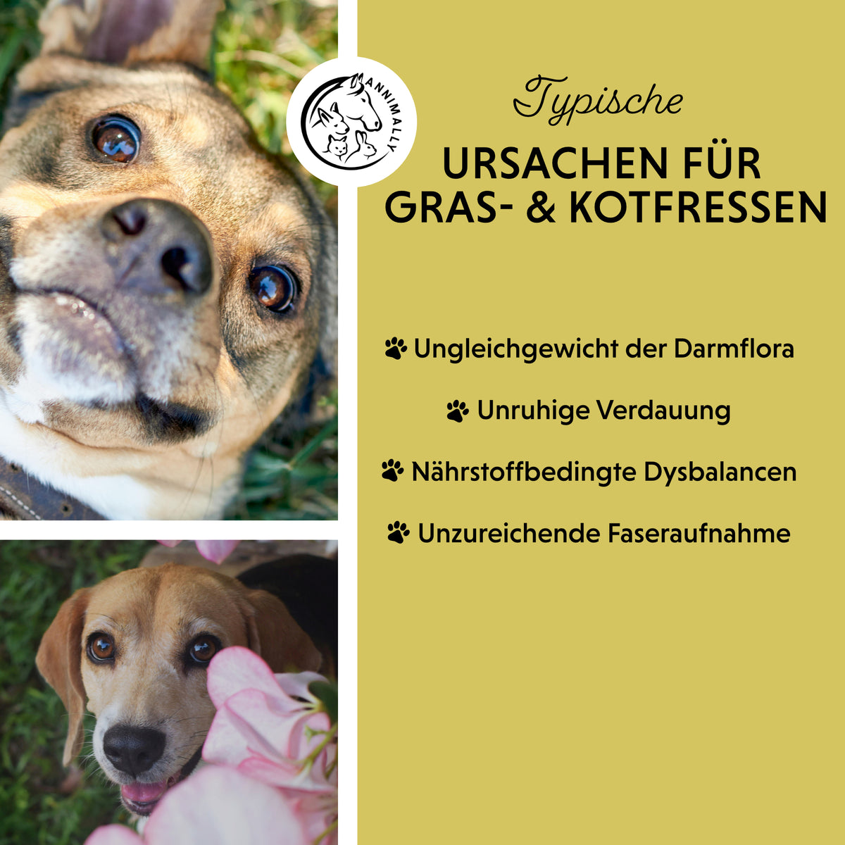 Gras- & Kotfresser Tabletten von Annimally – Futterergänzung für Hunde