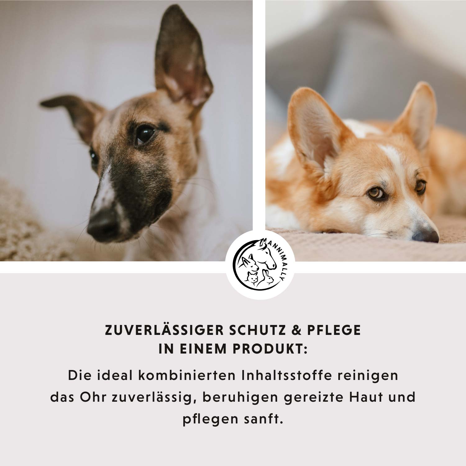 Ohrenpflege mit kolloidalem Silber 50 ppm