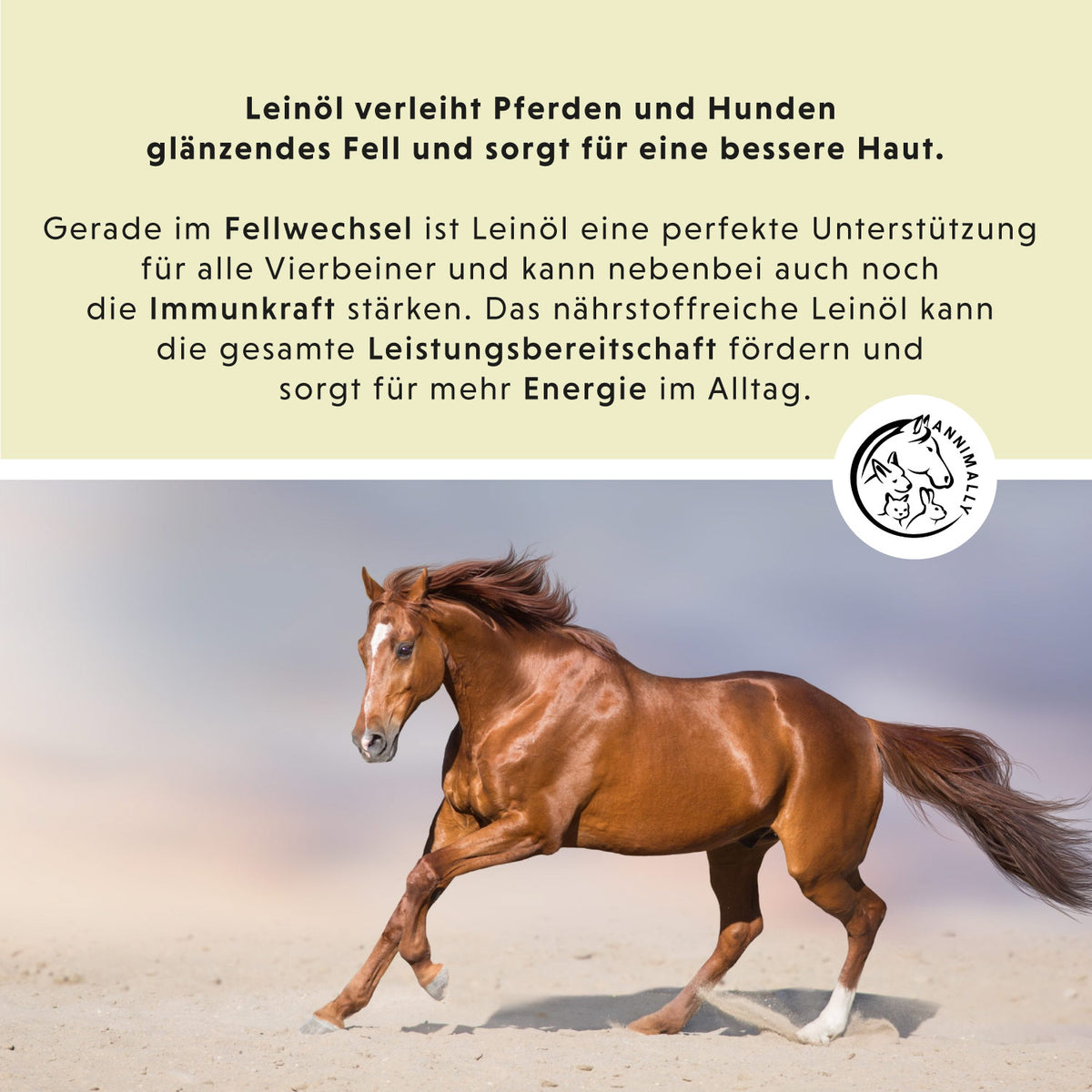 Leinöl 5 L von Annimally kaltgepresst mit Omega-3 – Futtertopping für Pferde