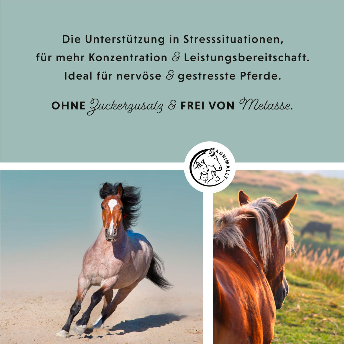 Magnesium Pellets von Annimally für Nerven & Muskeln – Futtertopping für Pferde – Dosierung