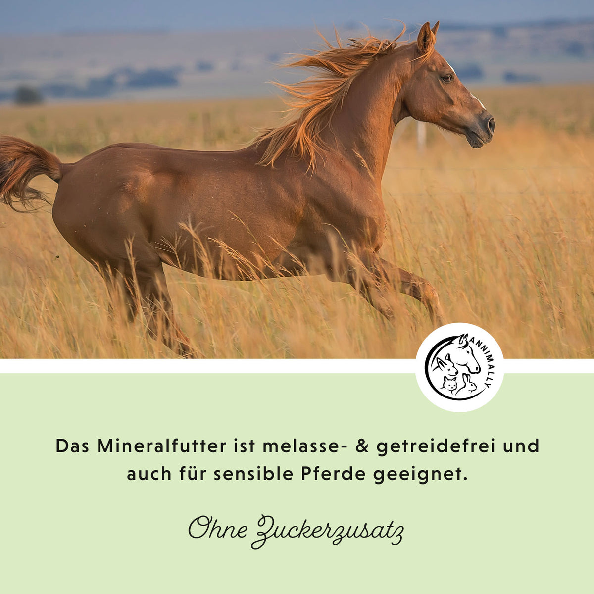 Mineralfutter Sport & Leistung für Pferde – Futterergänzung | Annimally