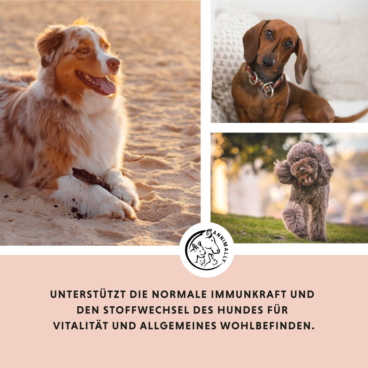 Multi Vital Pulver für Vitalität & Immunsystem – Futterzusatz für Hunde