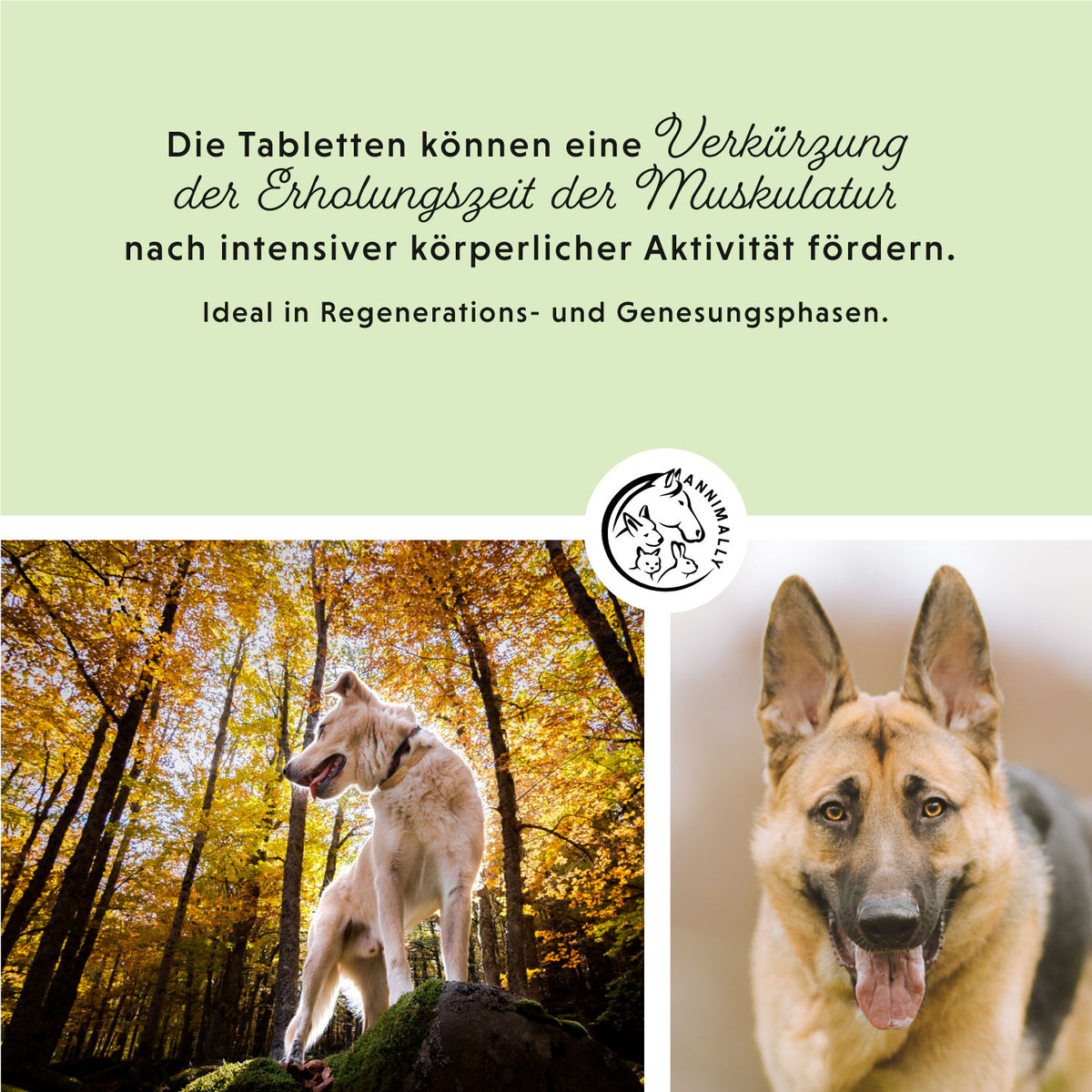 Muskelpower Tabletten von Annimally – Futterergänzung für Hunde
