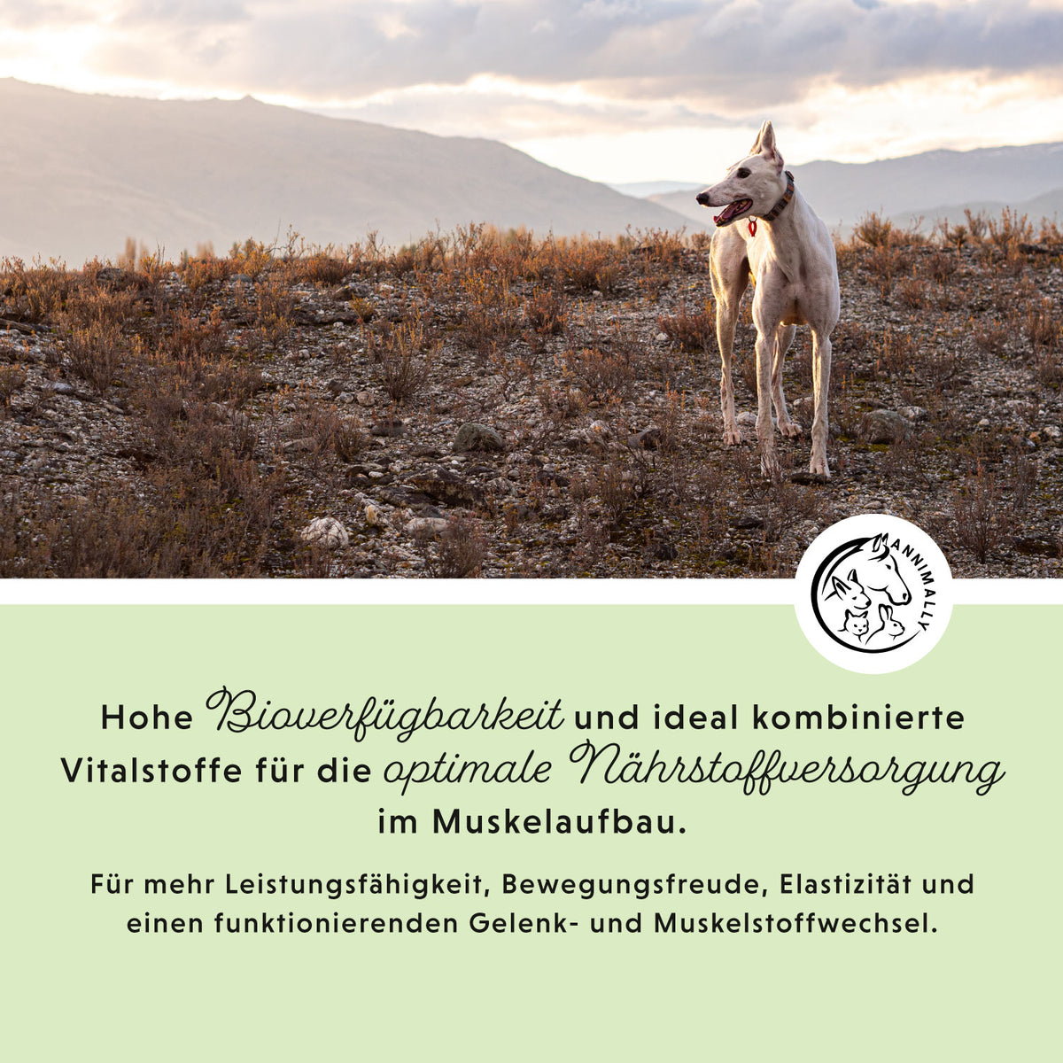 Muskelpower Tabletten für Hunde – Futterzusatz | Annimally