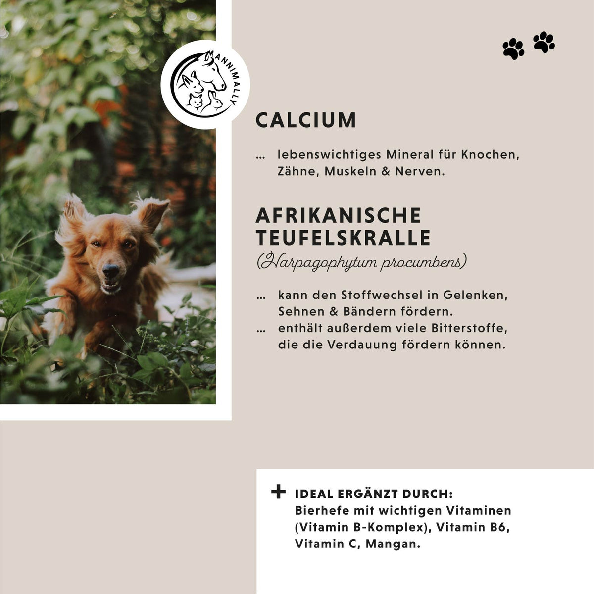 Nahrungsergänzungsmittel für Hunde: Gelenktabletten