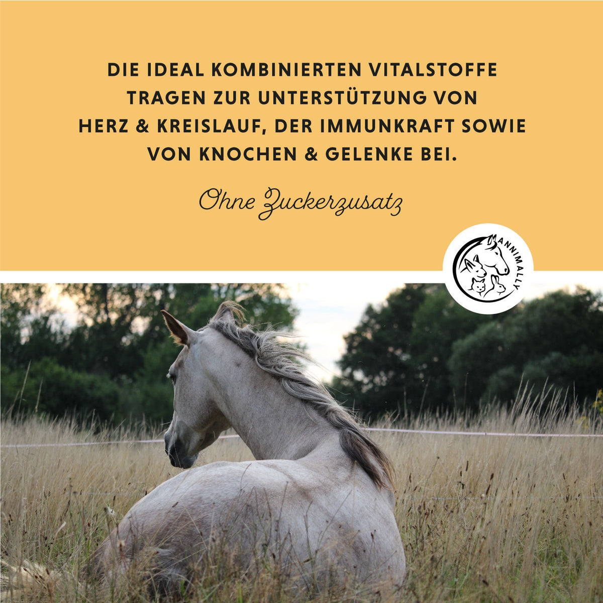 Senior Vital Pulver von Annimally für ältere Pferde – Futtertopping für Pferde