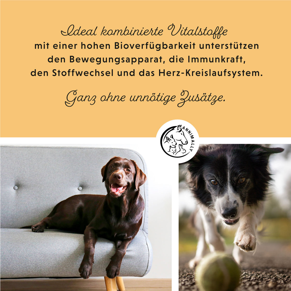 Senior Vital Tabletten von Annimally für ältere Hunde – Futterergänzung für Hunde – Fütterung