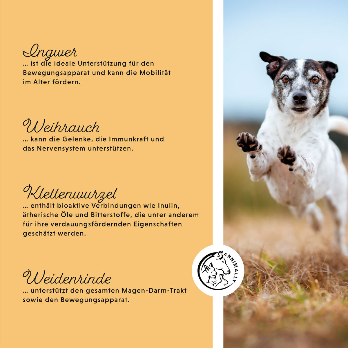 Senior Vital Tabletten für ältere Hunde – Futterzusatz für Hunde – Fütterung