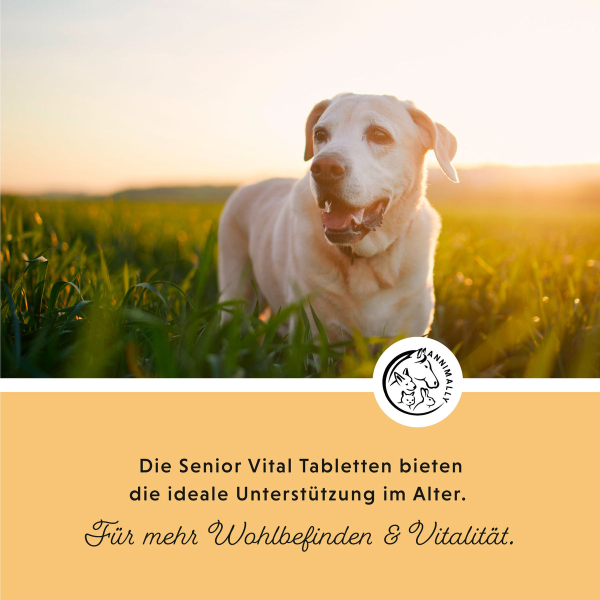 Senior Vital Tabletten für ältere Hunde – Futterzusatz für Hunde
