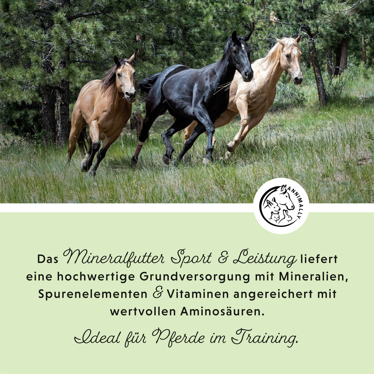 Sport-Box – Set mit Futterzusätzen für Pferde