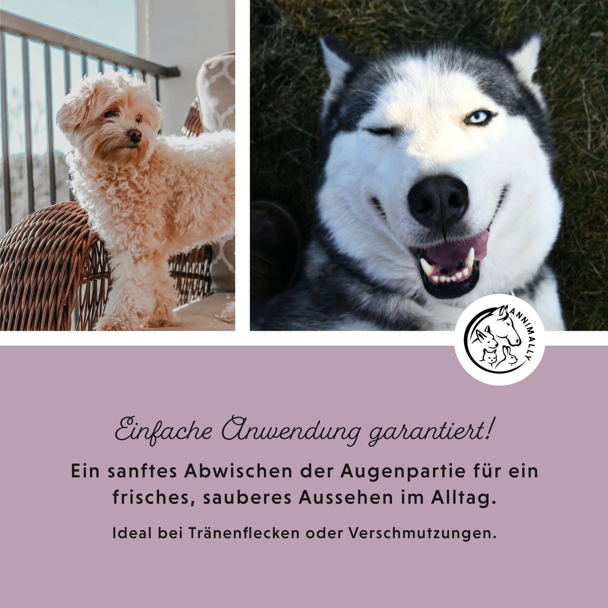 Tierpflege für Hunde: Augenpads
