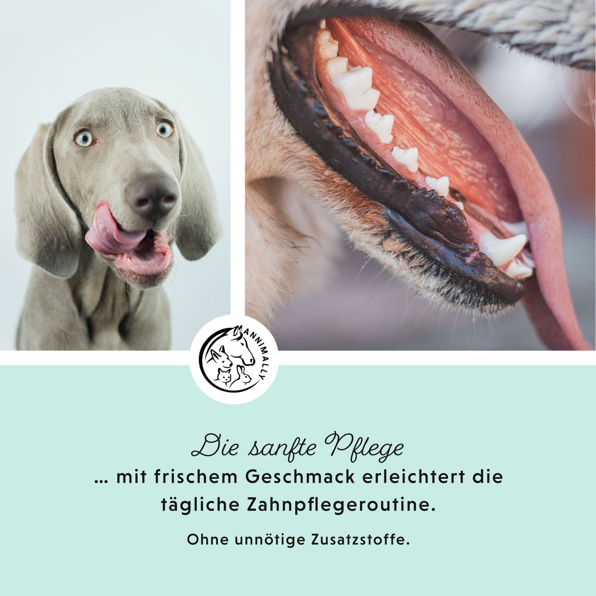 Tierpflege für Hunde: Oral Vital Spray für gesunde Zähne & frischen Atem