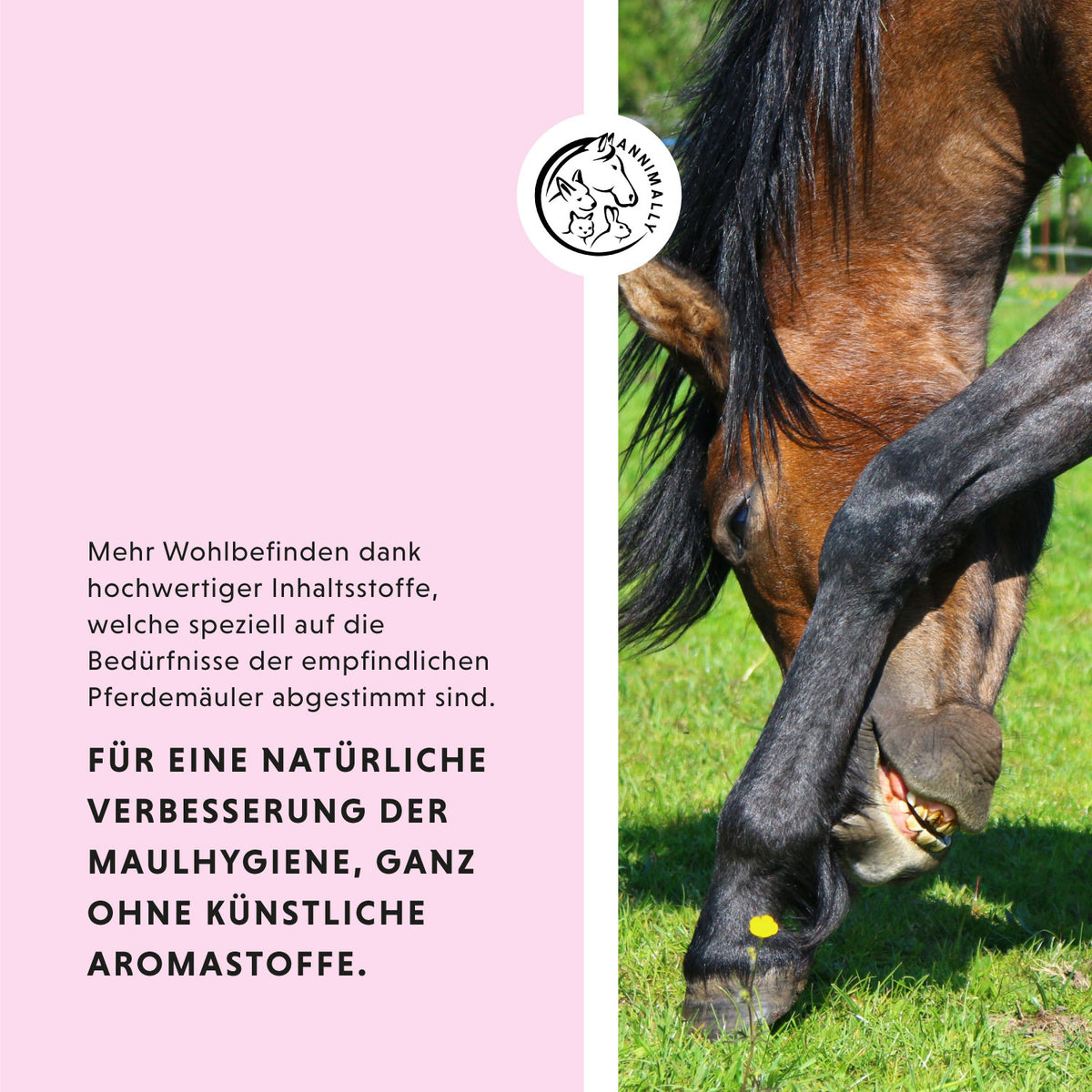 Tierpflege für Pferde: Maulbalsam Plus für gepflegte Maulwinkel