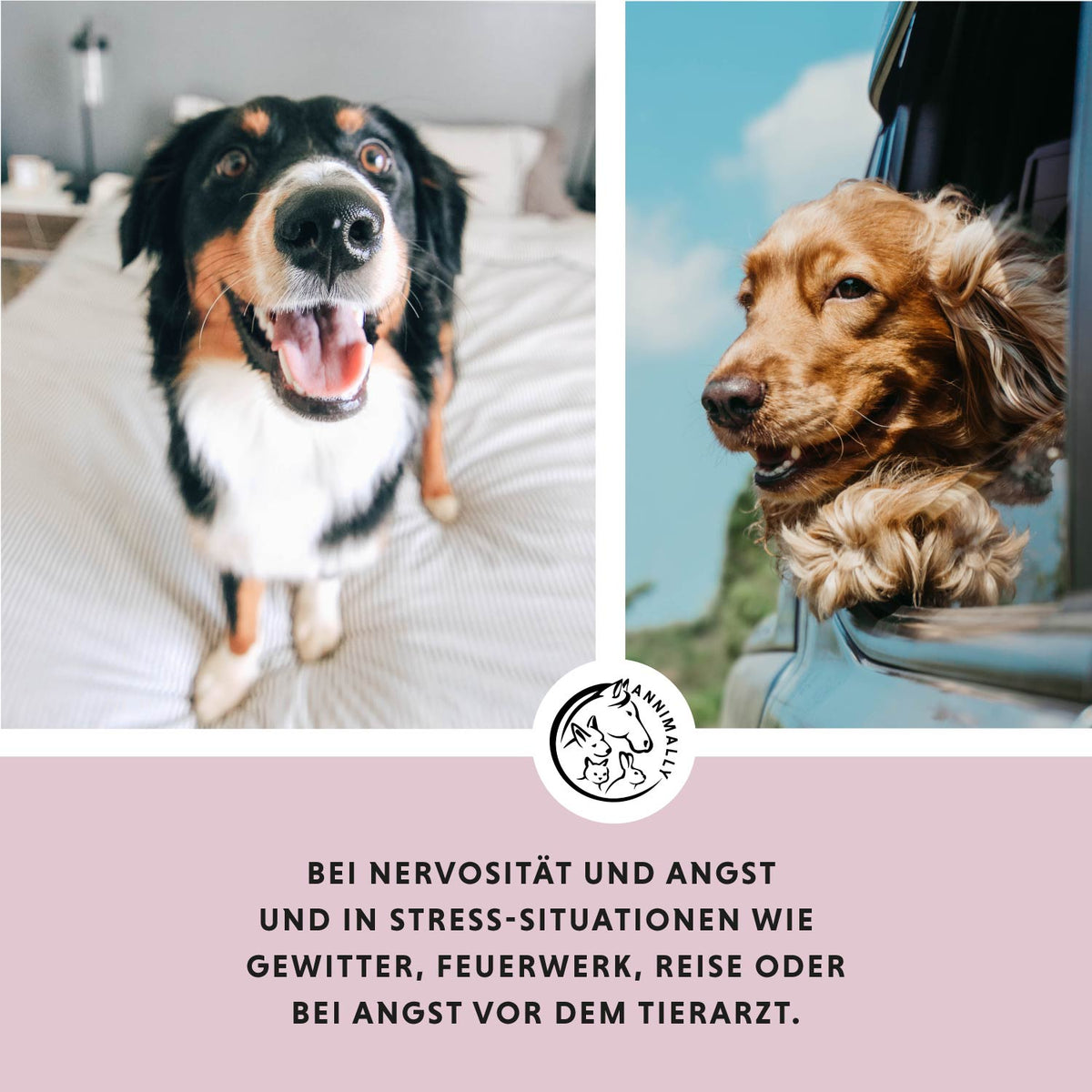 Winter-Box für Hunde für die kalte Jahreszeit – Box mit Futtertoppings von Annimally