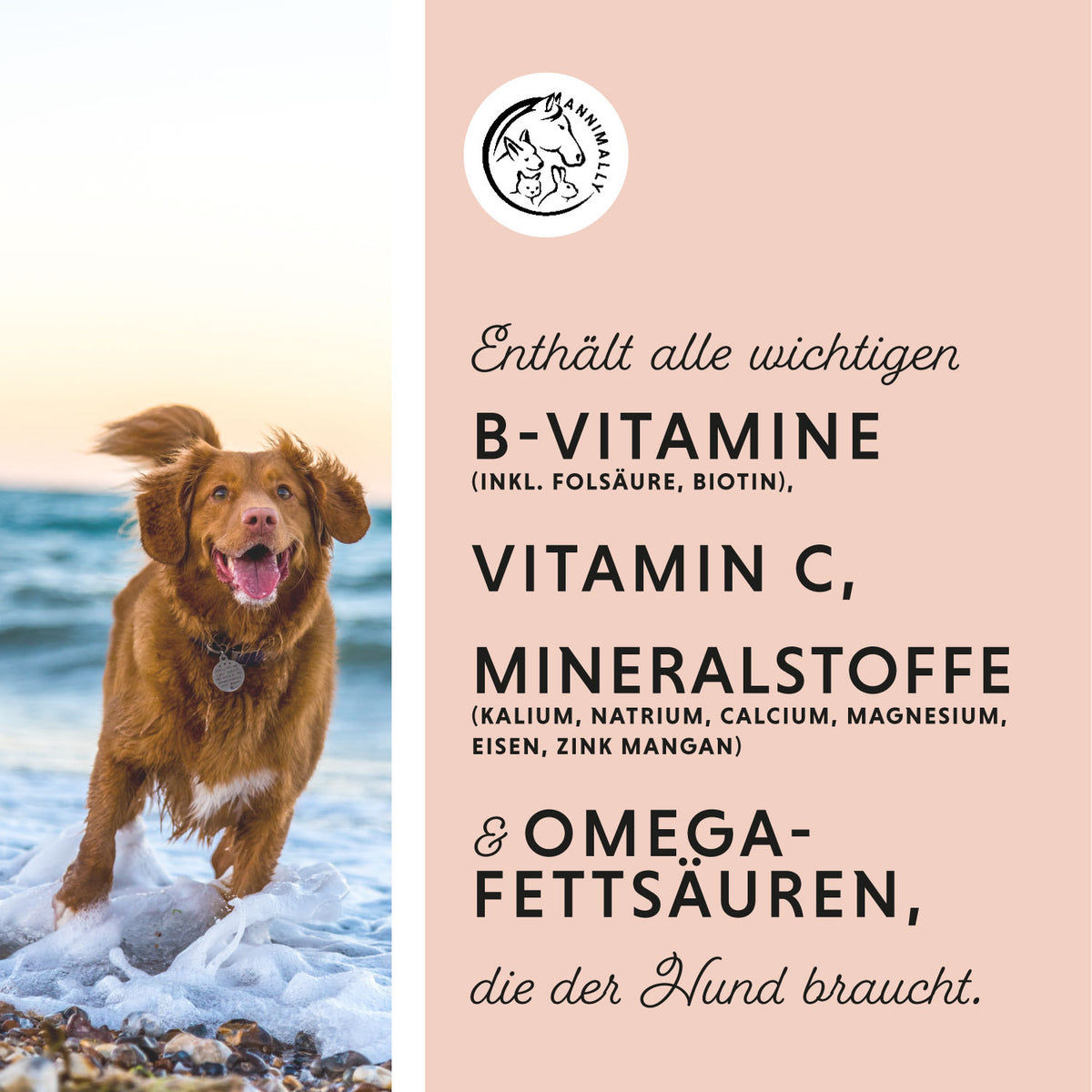 Winter-Box für Hunde für die kalte Jahreszeit – Set mit Futterzusätzen von Annimally