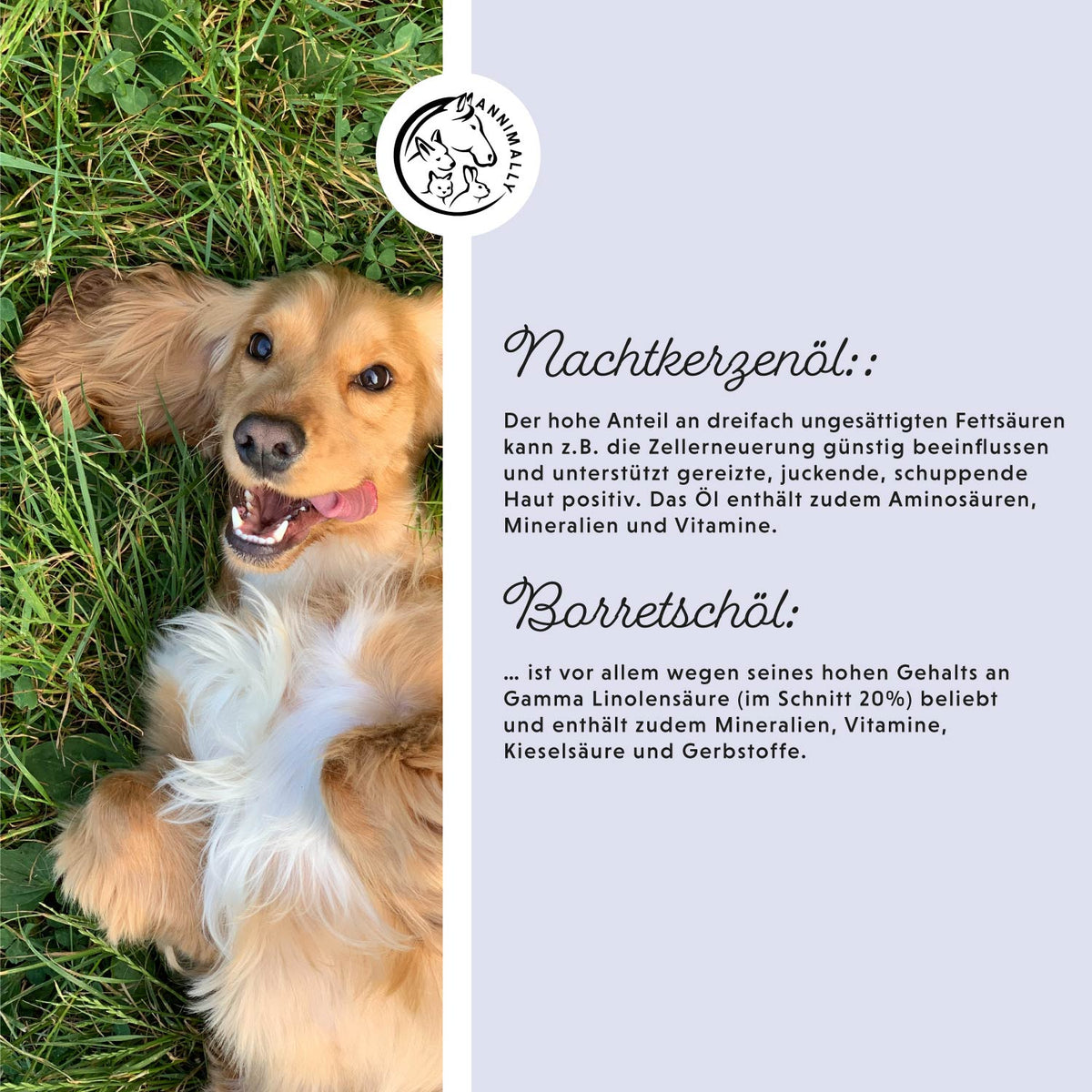 Barf-Öl für Hunde & Katzen – Futterergänzung mit Omega-3-Fettsäuren | Annimally