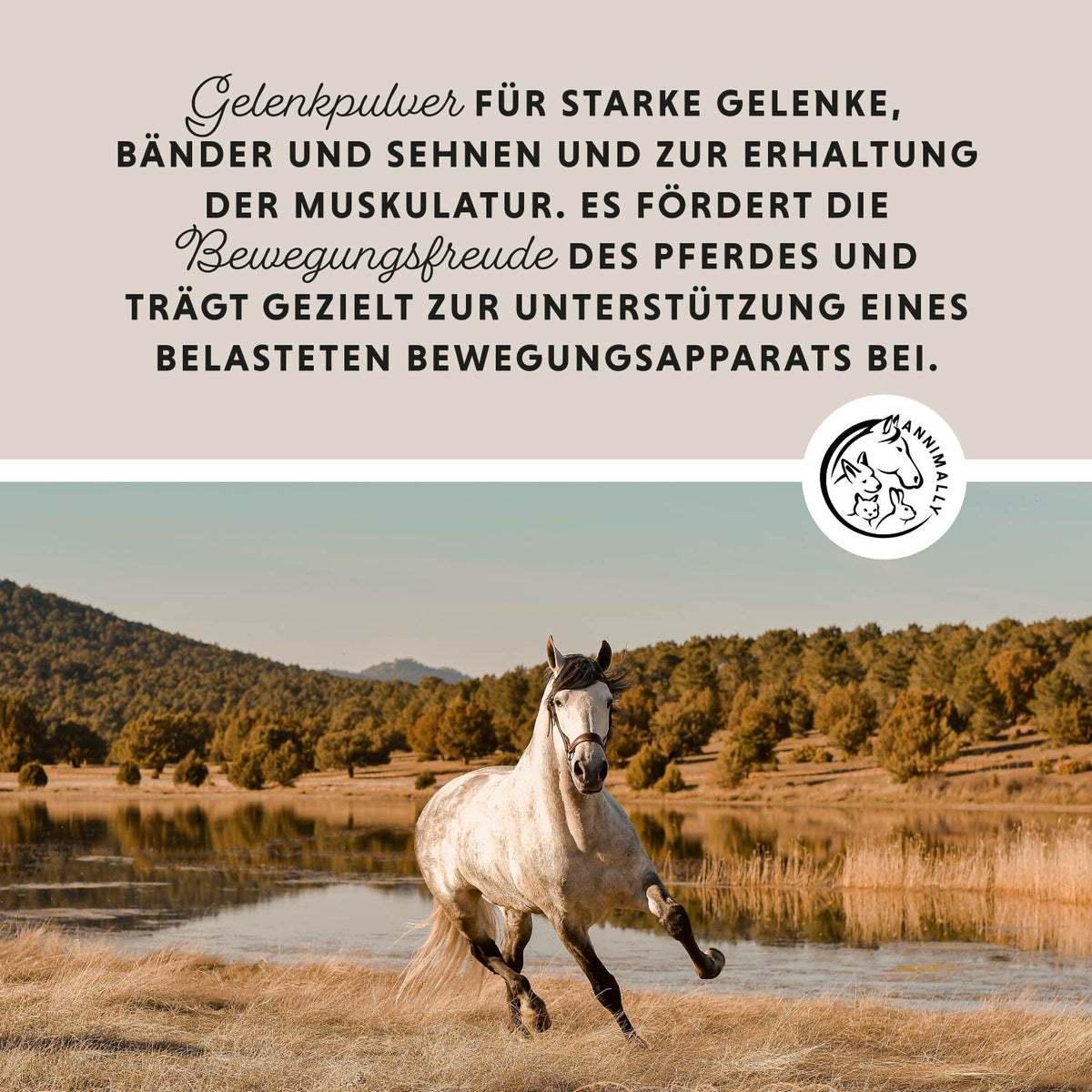 Bewegungsfreude für Gelenke & Bewegung – Futterzusatz für Pferde