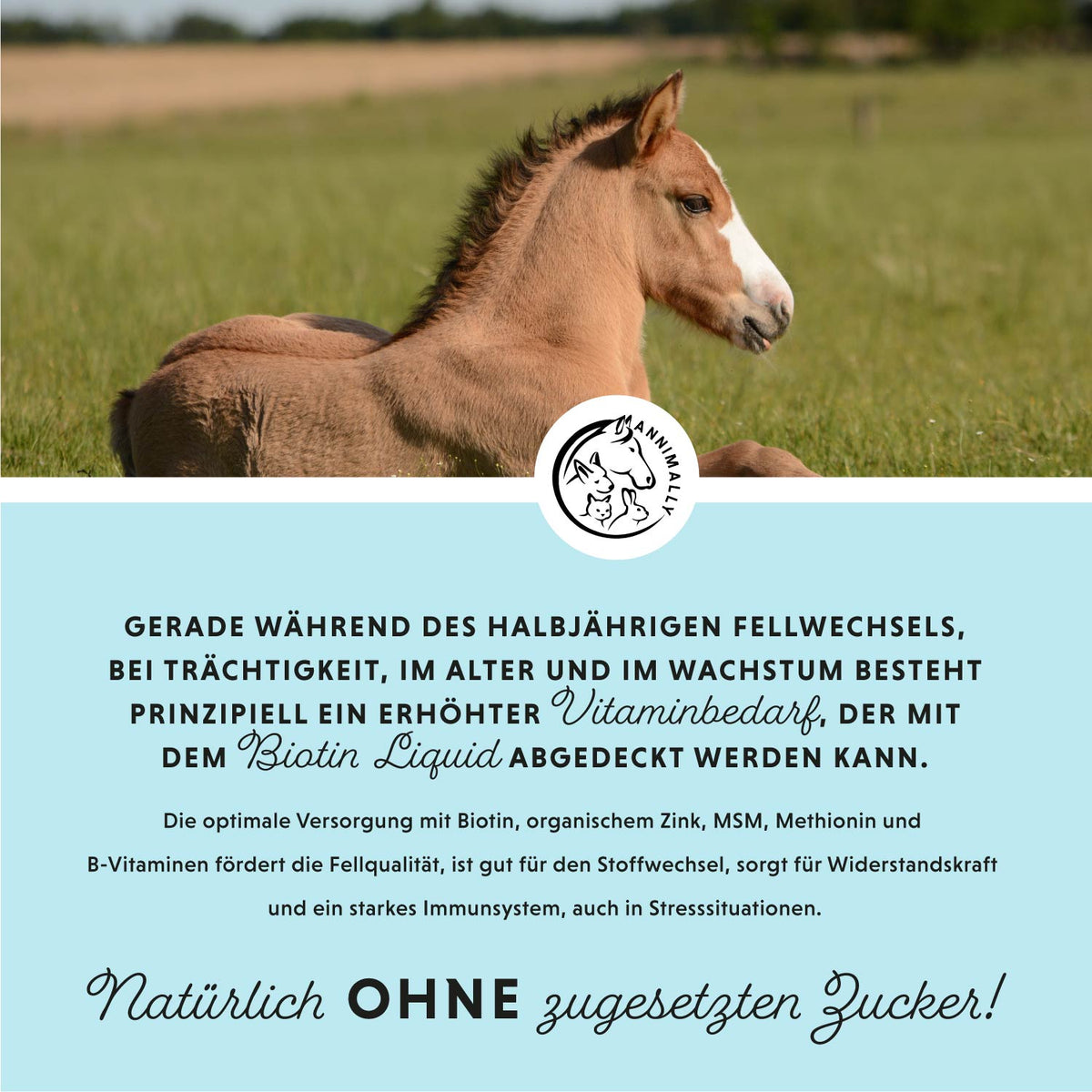 Biotin Liquid von Annimally für starke Hufe & glänzendes Fell – Futtertopping für Pferde