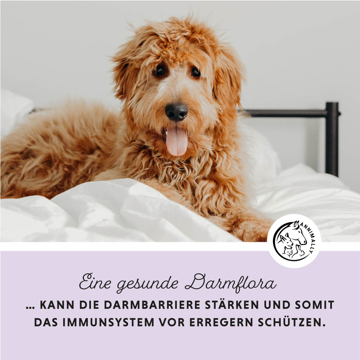 Colon Vital Pulver für eine gesunde Darmflora – Futterzusatz für Hunde