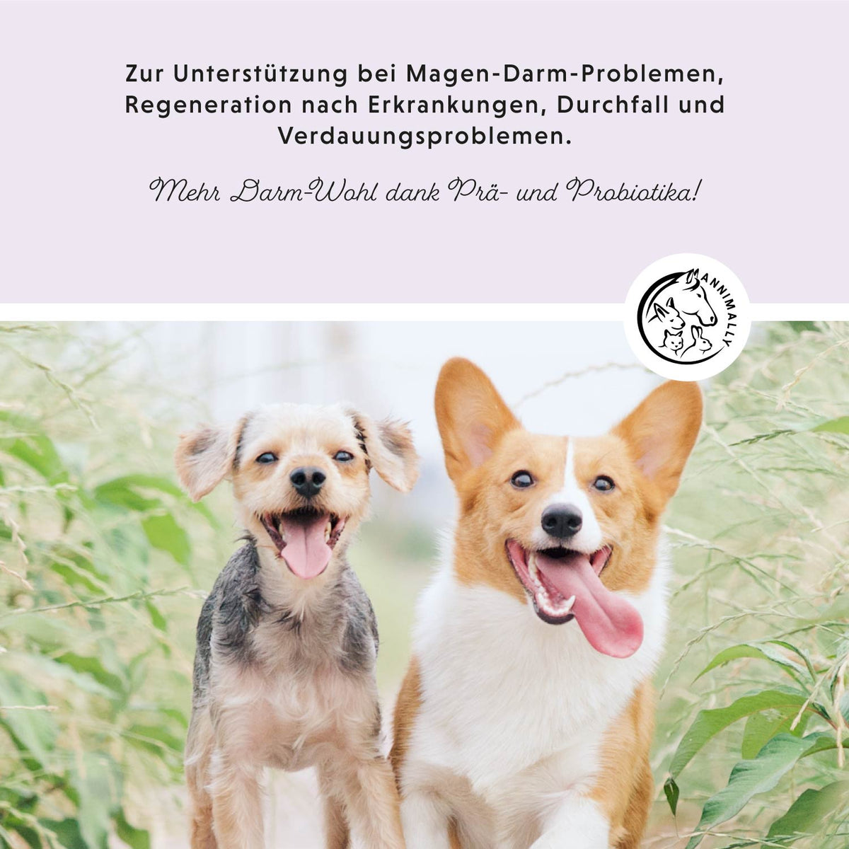 Colon Vital Tabletten von Annimally für eine gesunde Darmflora – Futterergänzung für Hunde
