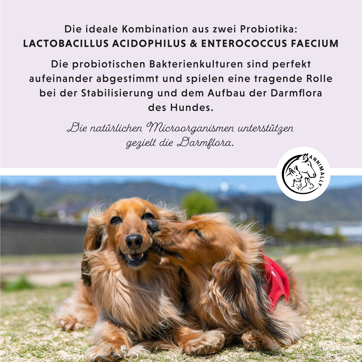 Colon Vital Tabletten für eine gesunde Darmflora – Futterzusatz für Hunde – Ansicht 2