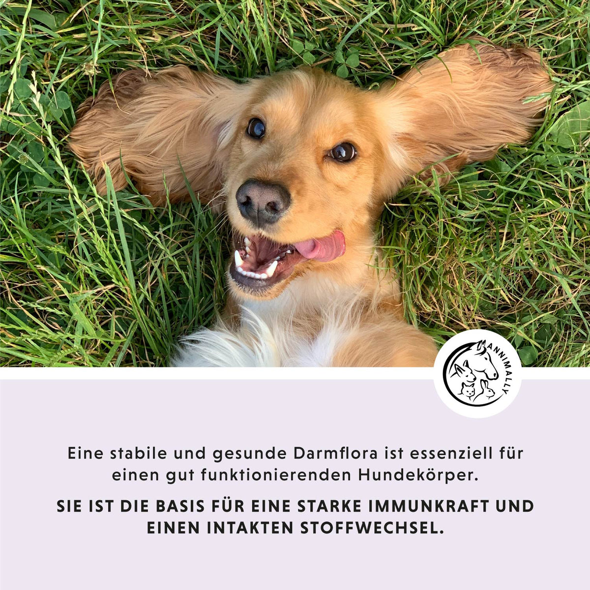 Colon Vital Tabletten für eine gesunde Darmflora – Futterzusatz für Hunde
