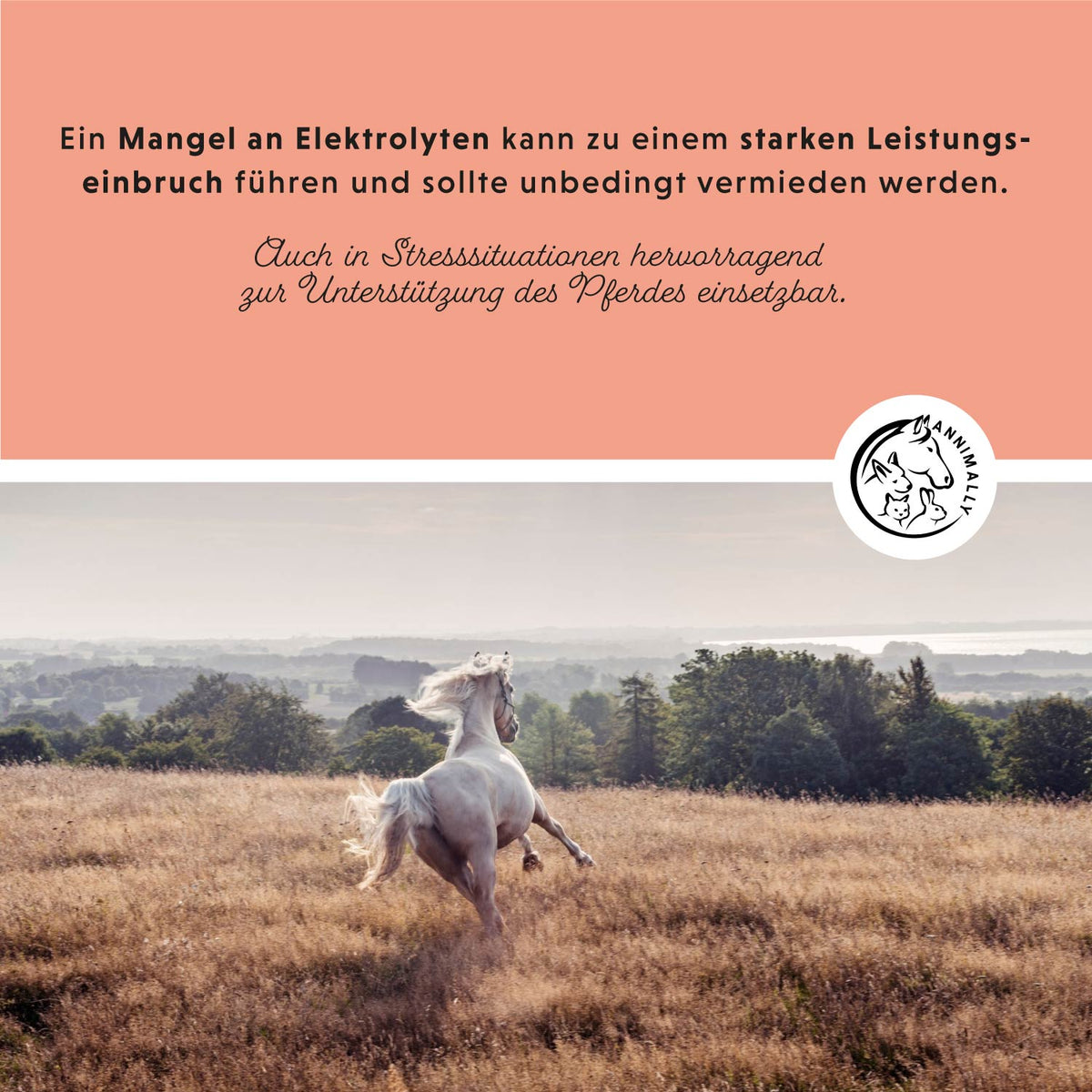 Elektrolyte Liquid für Pferde – Futterergänzung für den Mineralhaushalt | Annimally