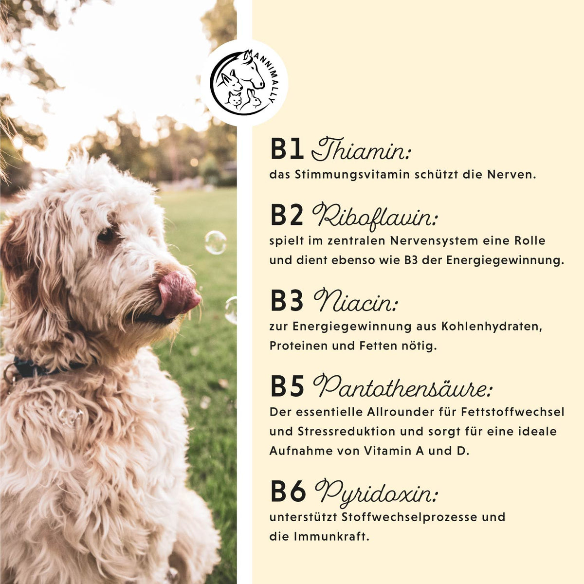 Futterzusatz für Hunde & Katzen: Vitamin B Komplex für Stoffwechsel & Nerven