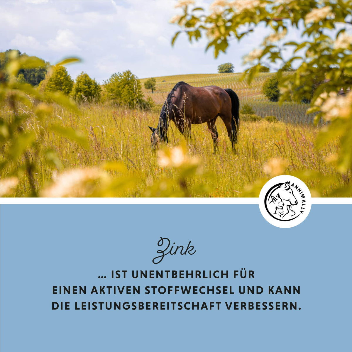 Futterzusatz für Pferde: Zink Pellets für Haut, Fell & Hufe