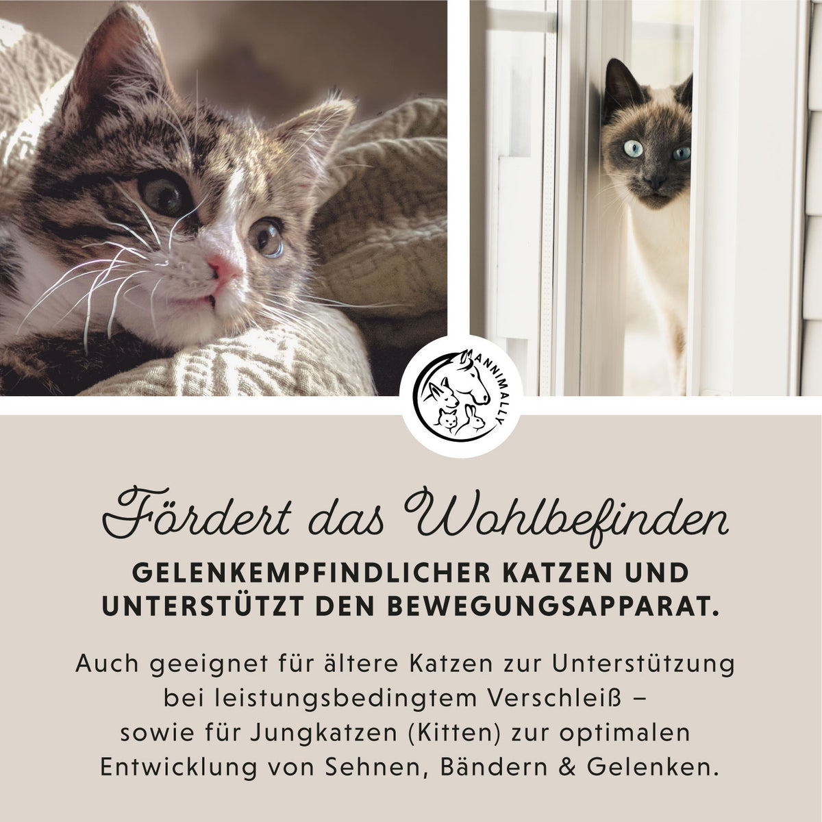 Gelenk Komplex – Futterzusatz für Katzen