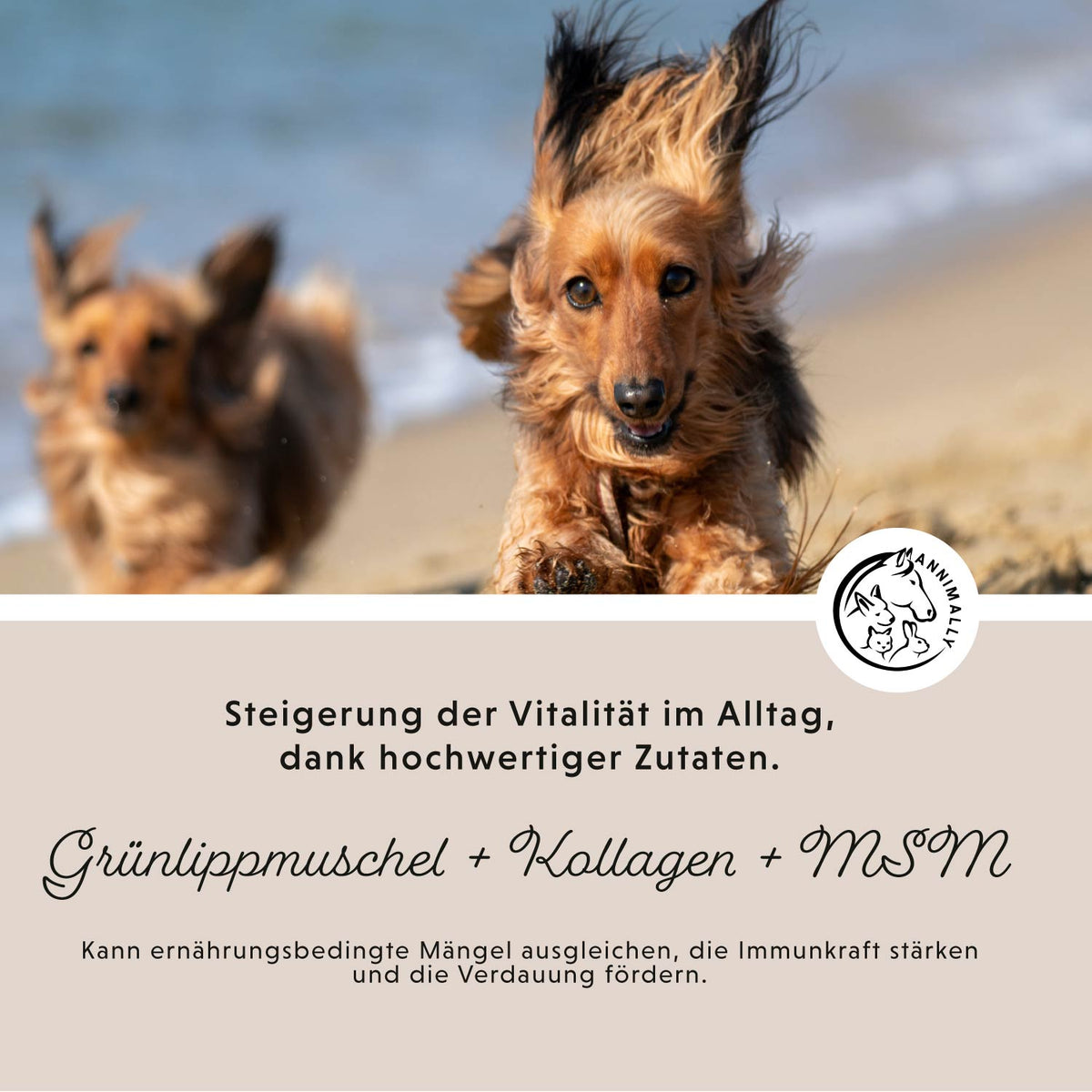 Gelenkpulver für Hunde – Futterergänzung | Annimally