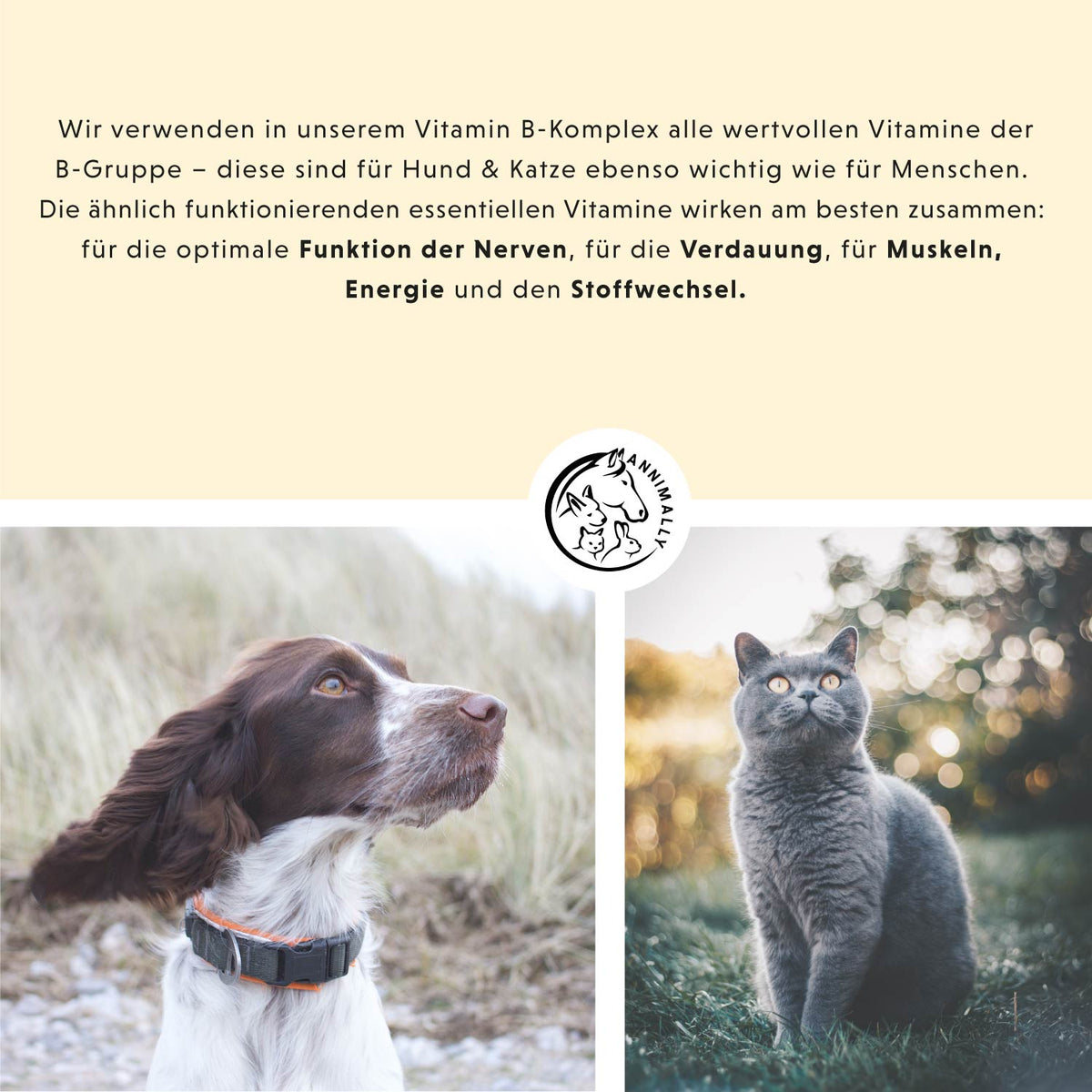 Kitty-Box von Annimally – Set mit Nahrungsergänzungsmitteln für Katzen