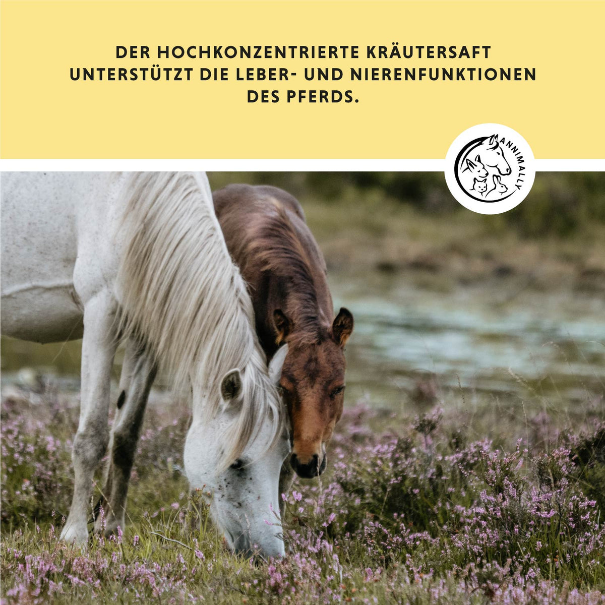 Leber-Nieren Liquid von Annimally – Futtertopping für Pferde