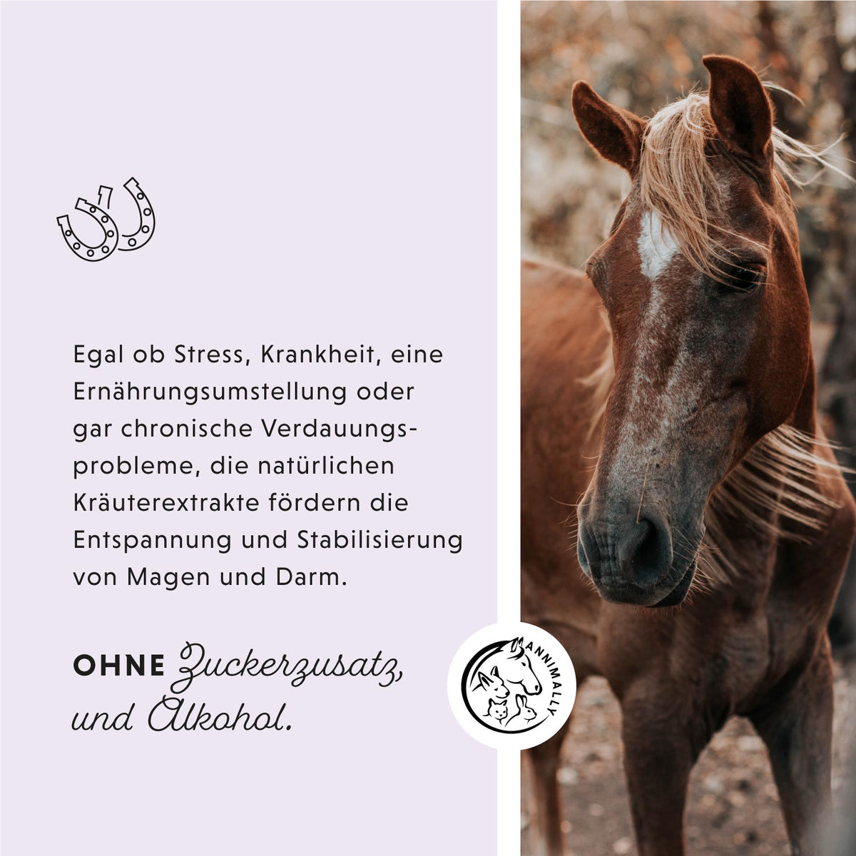 Magen-Darm Liquid von Annimally – Futtertopping für Pferde