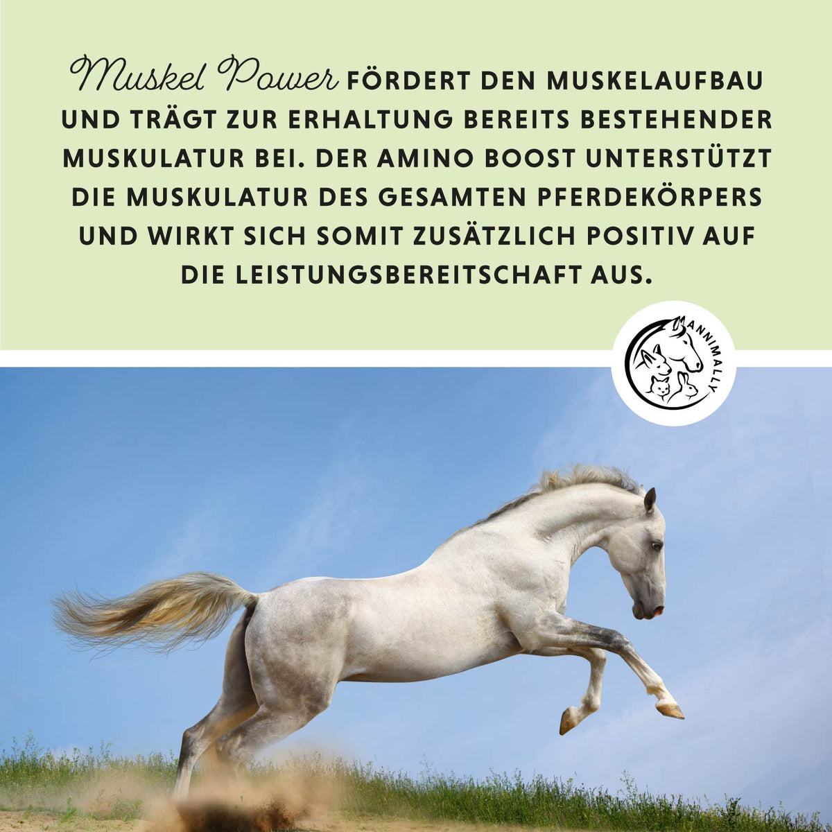 Muskelpower Pulver – Futterzusatz für Pferde