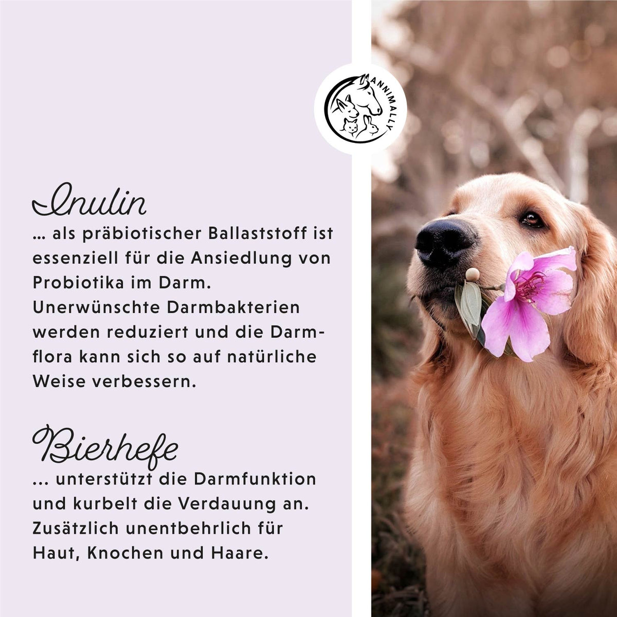 Nahrungsergänzungsmittel für Hunde: Colon Vital Tabletten für eine gesunde Darmflora