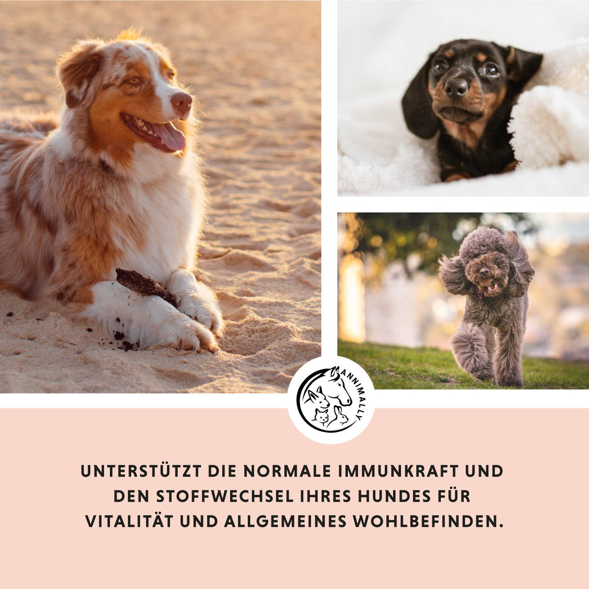 Natur-Box von Annimally – Box mit Futtertoppings für Hunde