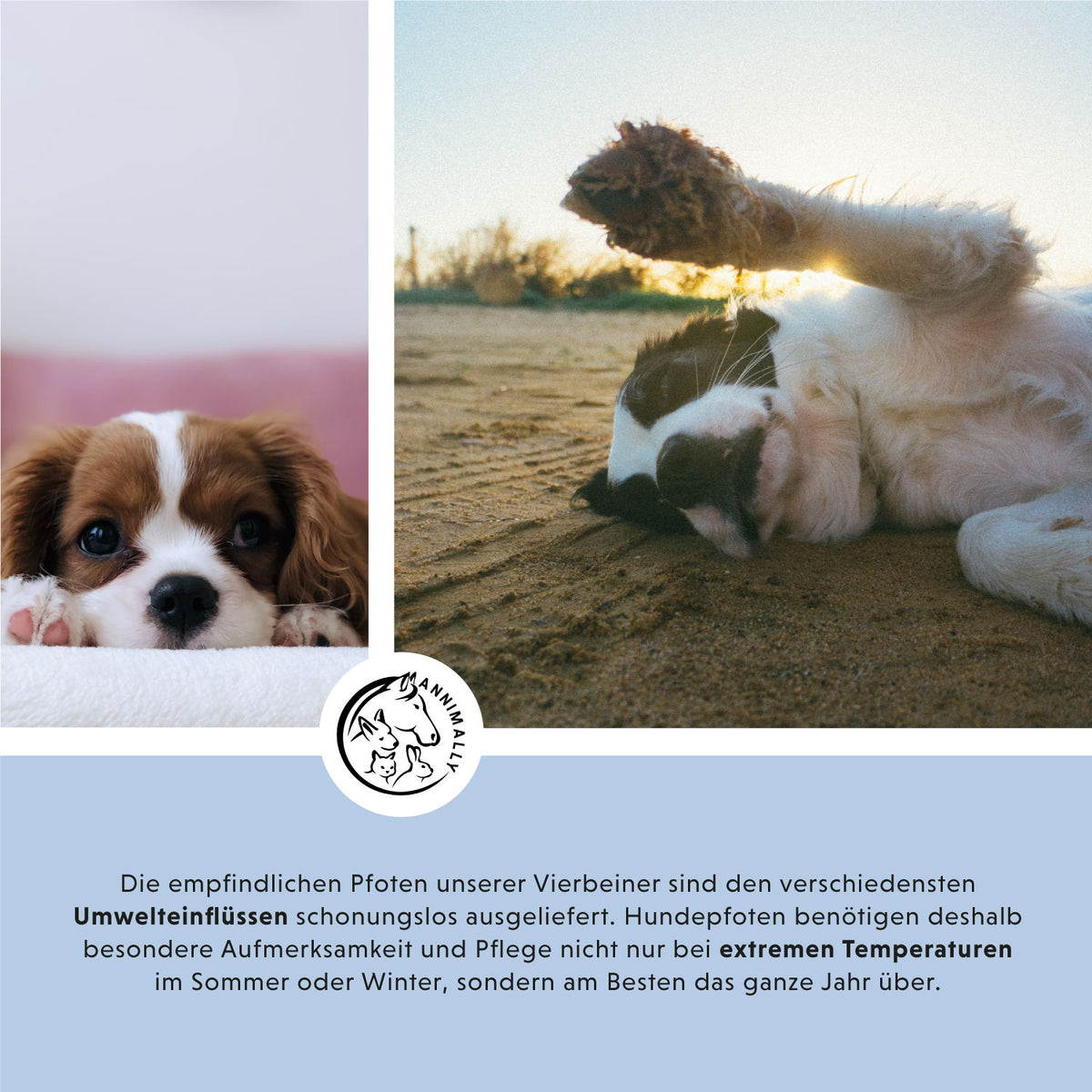 Pfotenbalsam für Hunde & Katzen – natürliche Pflege | Annimally