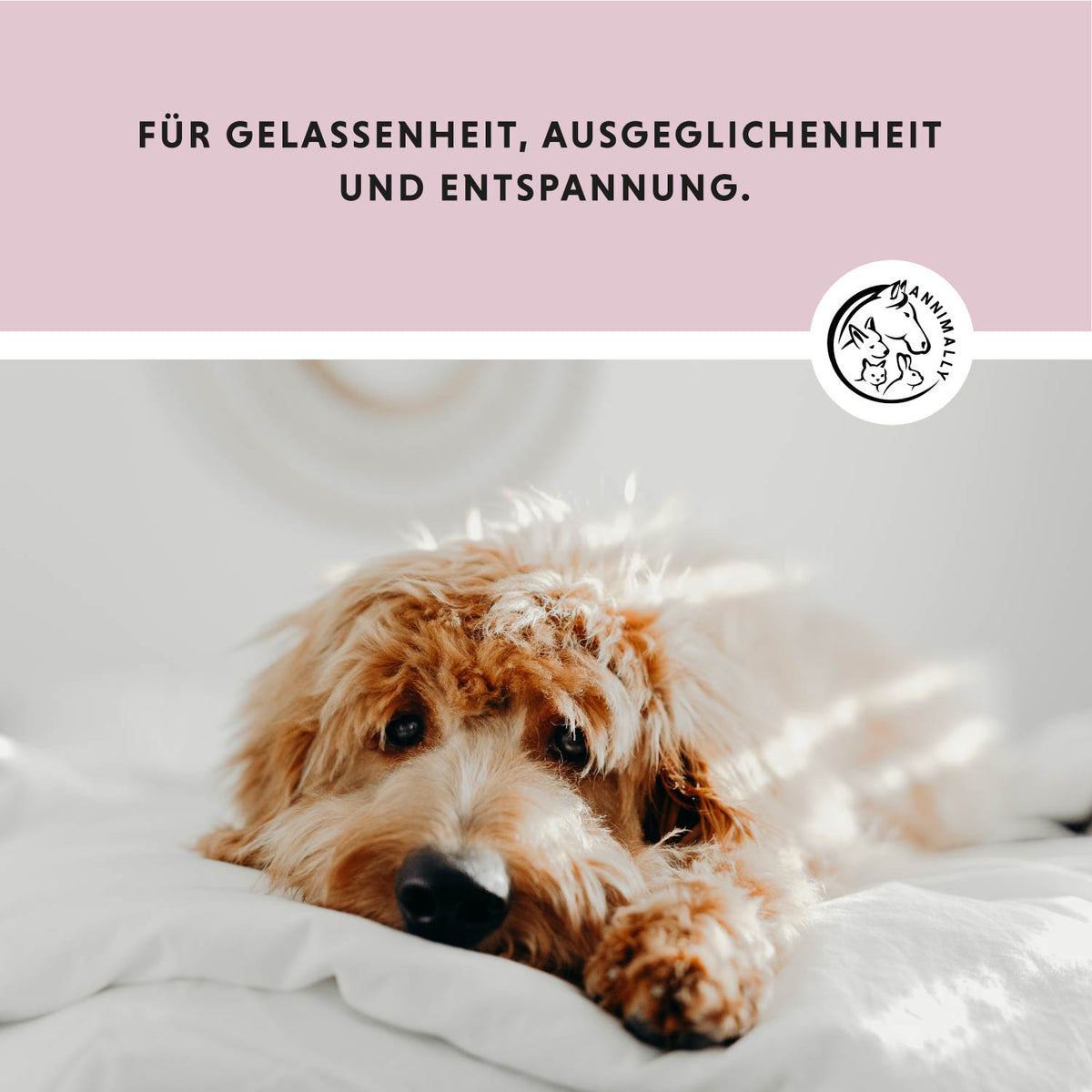 Relax-Box zur natürlichen Beruhigung – Set mit Futterzusätzen für Hunde