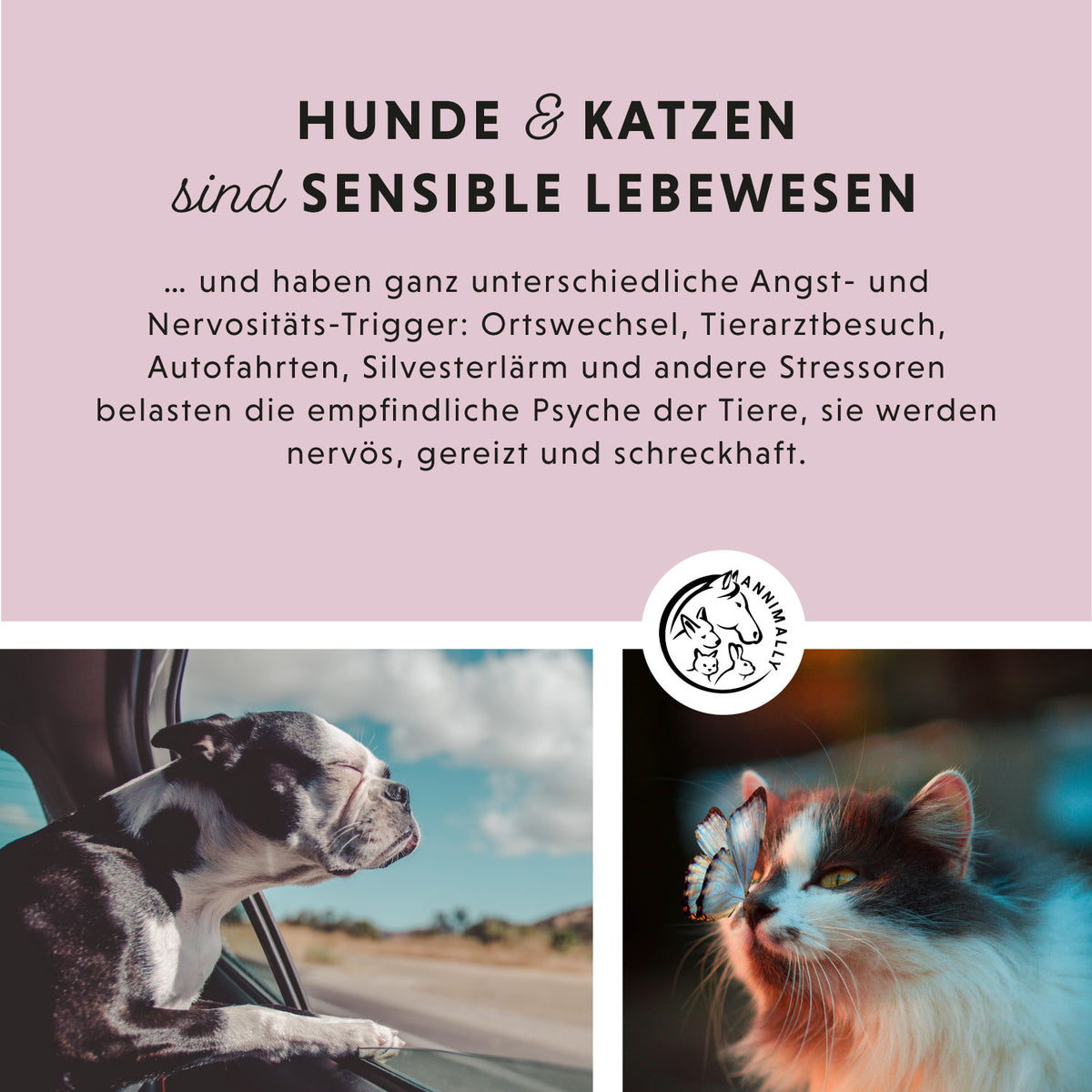 Relax Flüssig von Annimally zur natürlichen Beruhigung – Futtertopping für Hunde & Katzen