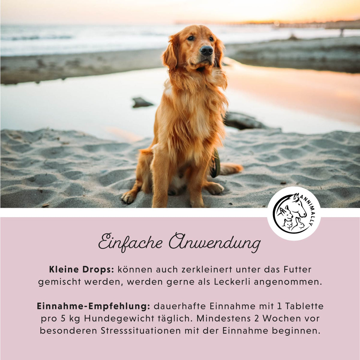 Set mit Nahrungsergänzungsmitteln für Hunde: Winter-Box für die kalte Jahreszeit