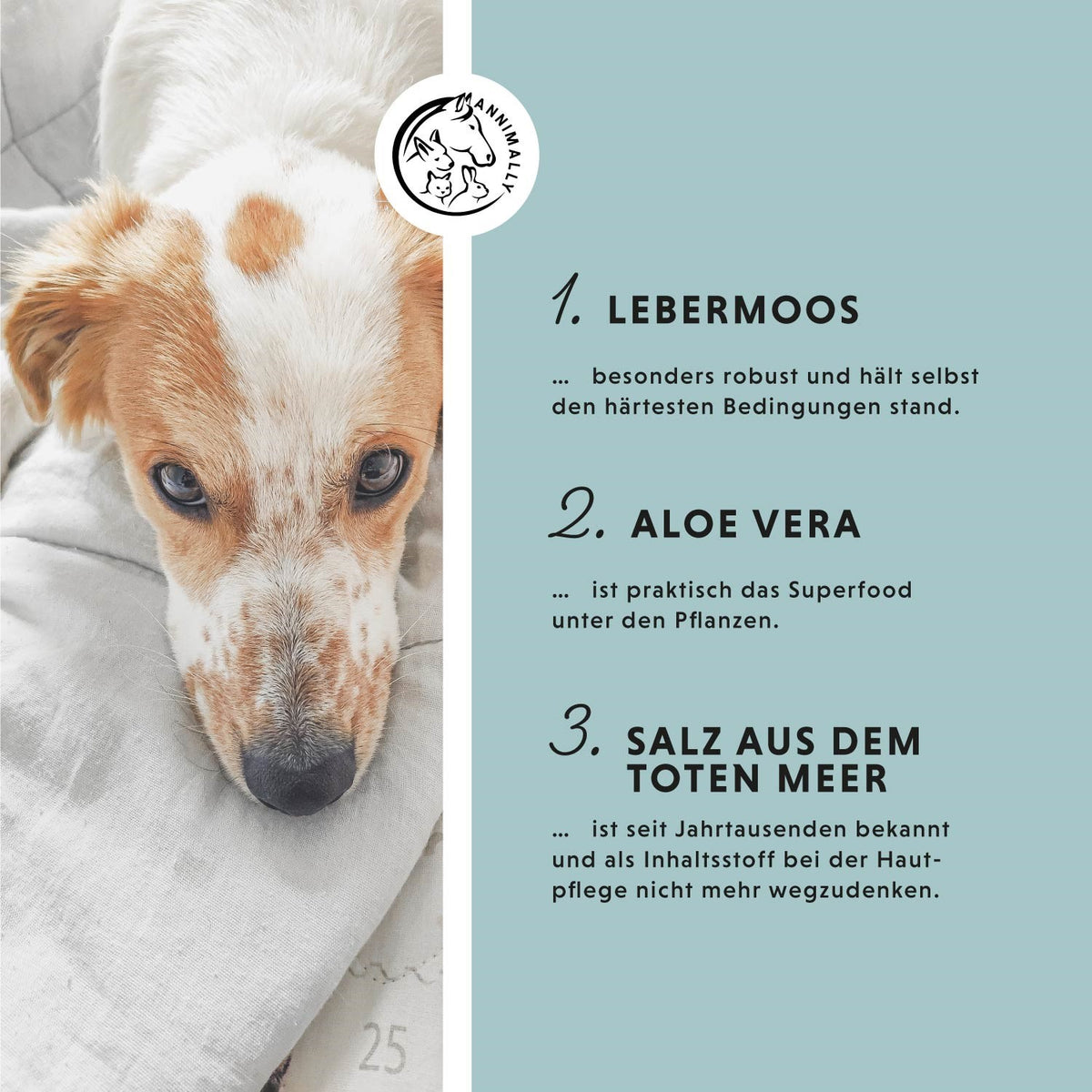 Skin Care Pro für gesunde Haut – Pflegeprodukt für Hunde, Katzen, Pferde & Kleintiere