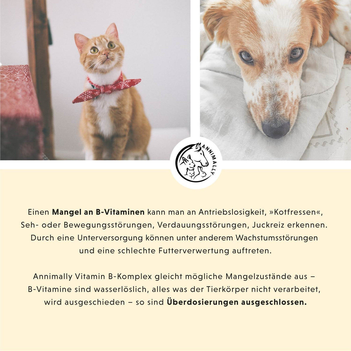 Vitamin B Komplex für Hunde & Katzen – Futterergänzung für Stoffwechsel & Nerven | Annimally