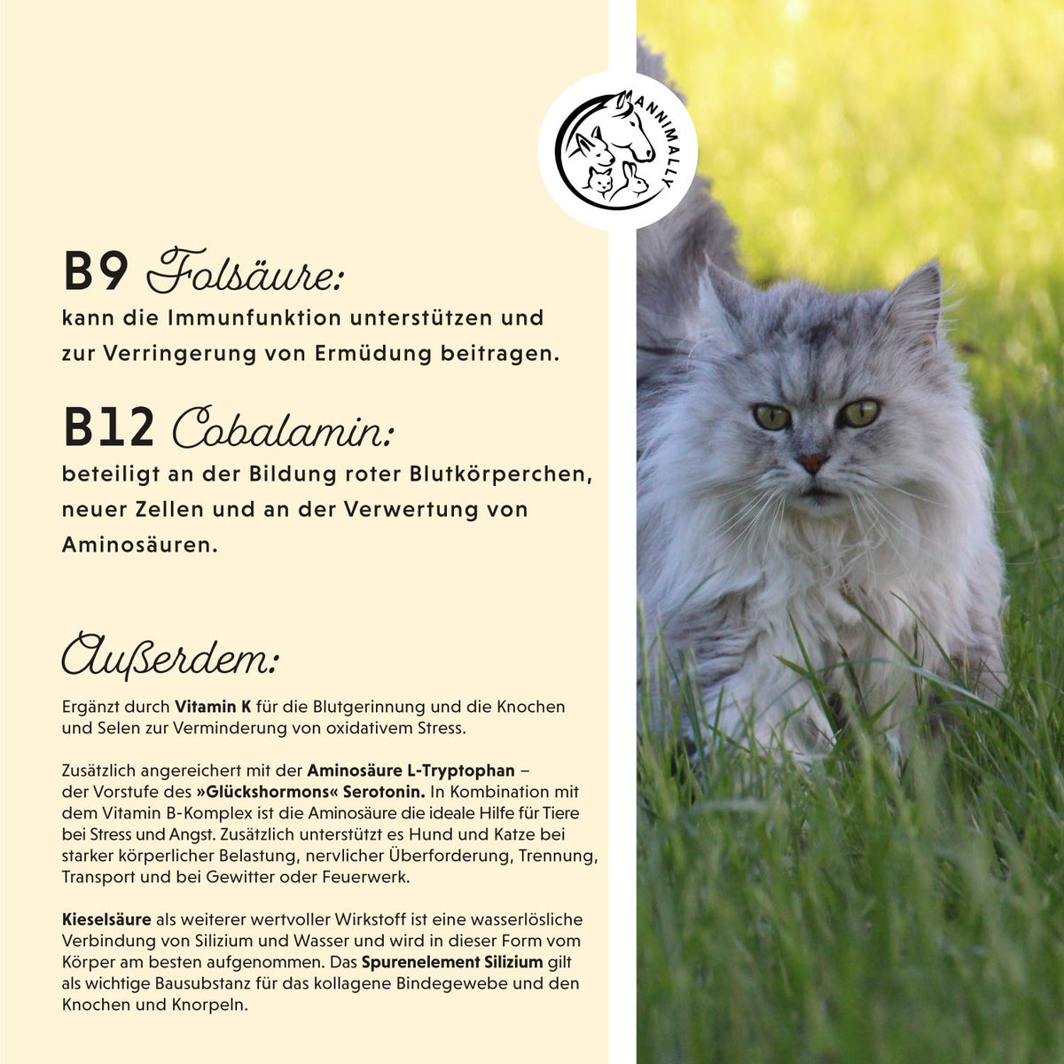 Vitamin B Komplex für Stoffwechsel & Nerven – Futtertopping für Hunde & Katzen