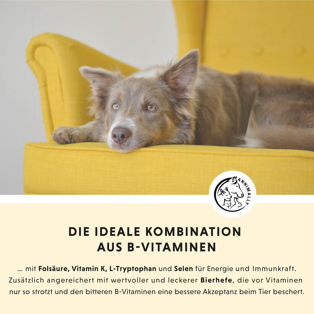 Vitamin B Komplex für Stoffwechsel & Nerven – Futterzusatz für Hunde & Katzen