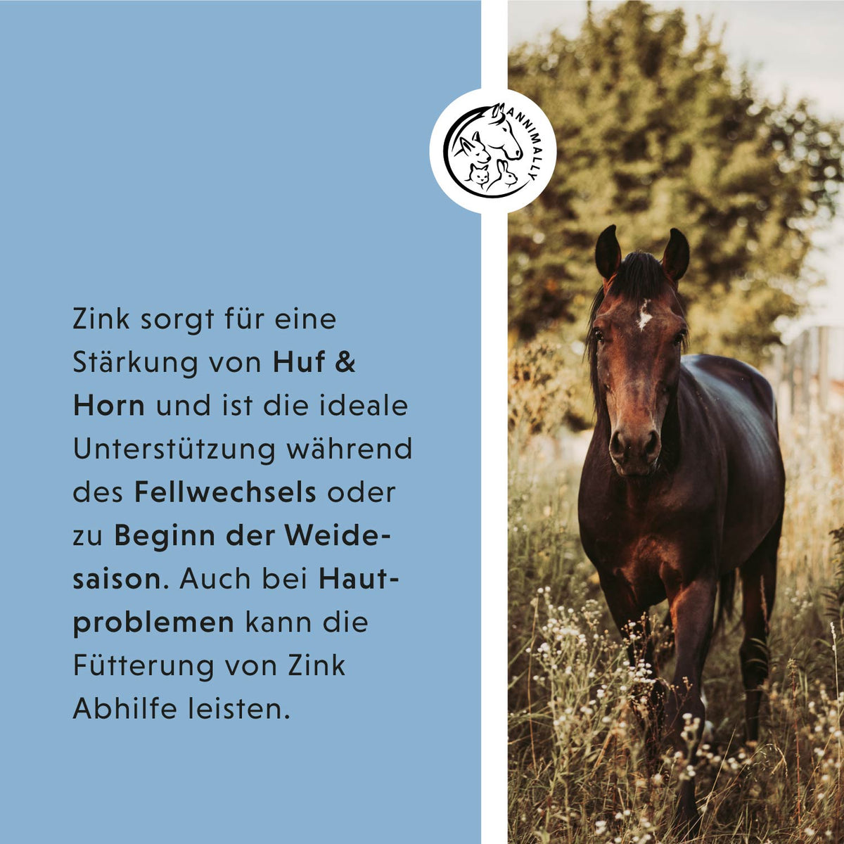 Zink Pellets für Pferde – Futterergänzung für Haut, Fell & Hufe | Annimally